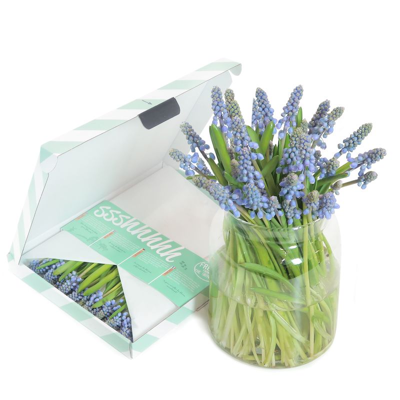 Blauwe Druifjes brievenbusbloemen